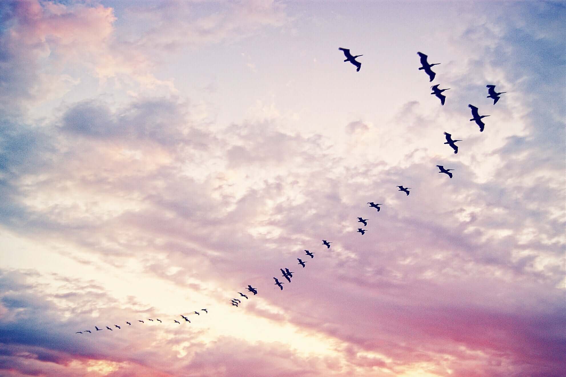 sky with flock of birds