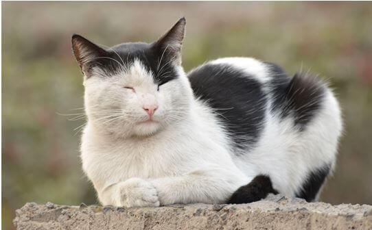 Pounce, the cat.